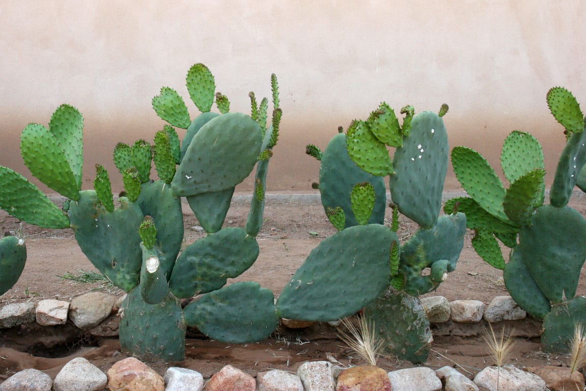 Sonoran nopal cactus