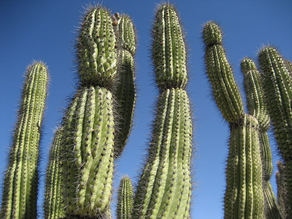 Close up of organ pipe cactus