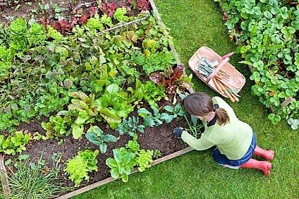 25 Tips for Starting a Small Vegetable Garden INSTALL-