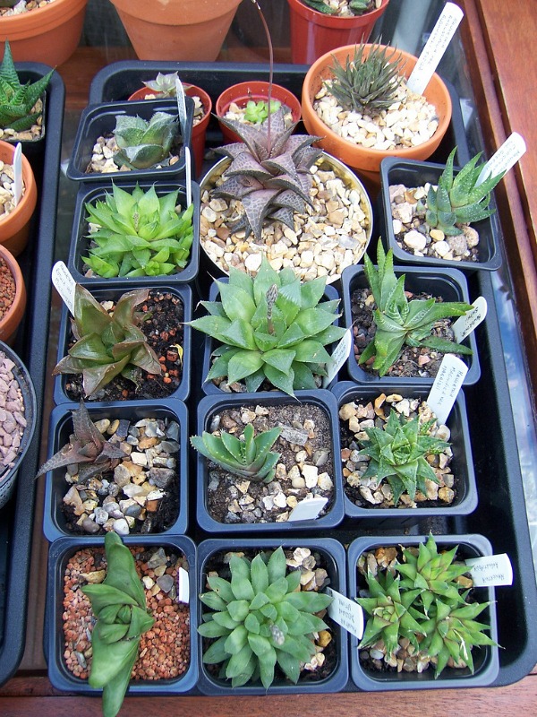 Unique Succulents For Shade for Modern Garage