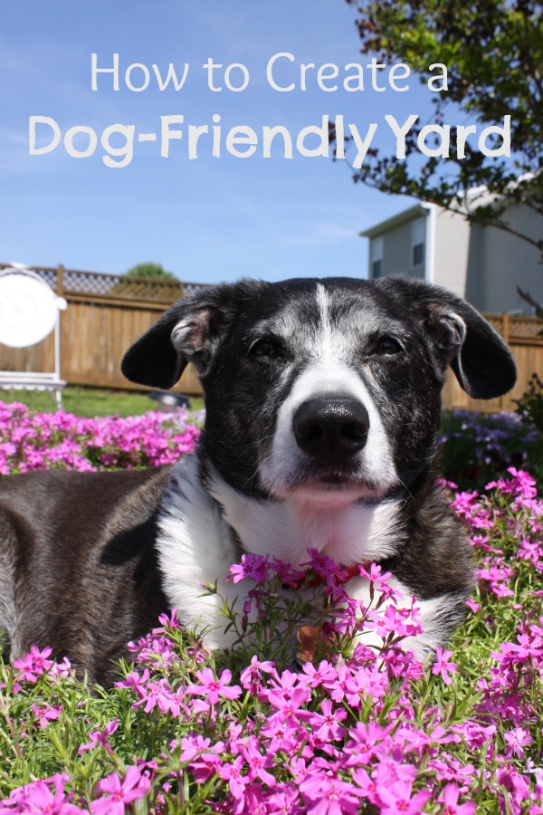 Dog Friendly Landscaping Ideas