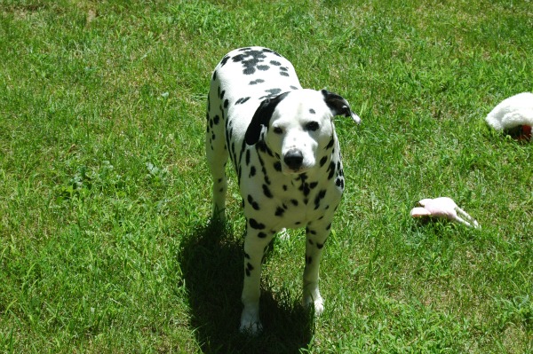 dog friendly live grass landscaping yard