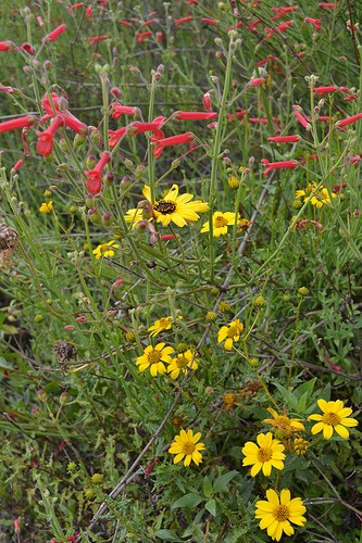 California Native Plants: How to Add Color Year-Round ...
