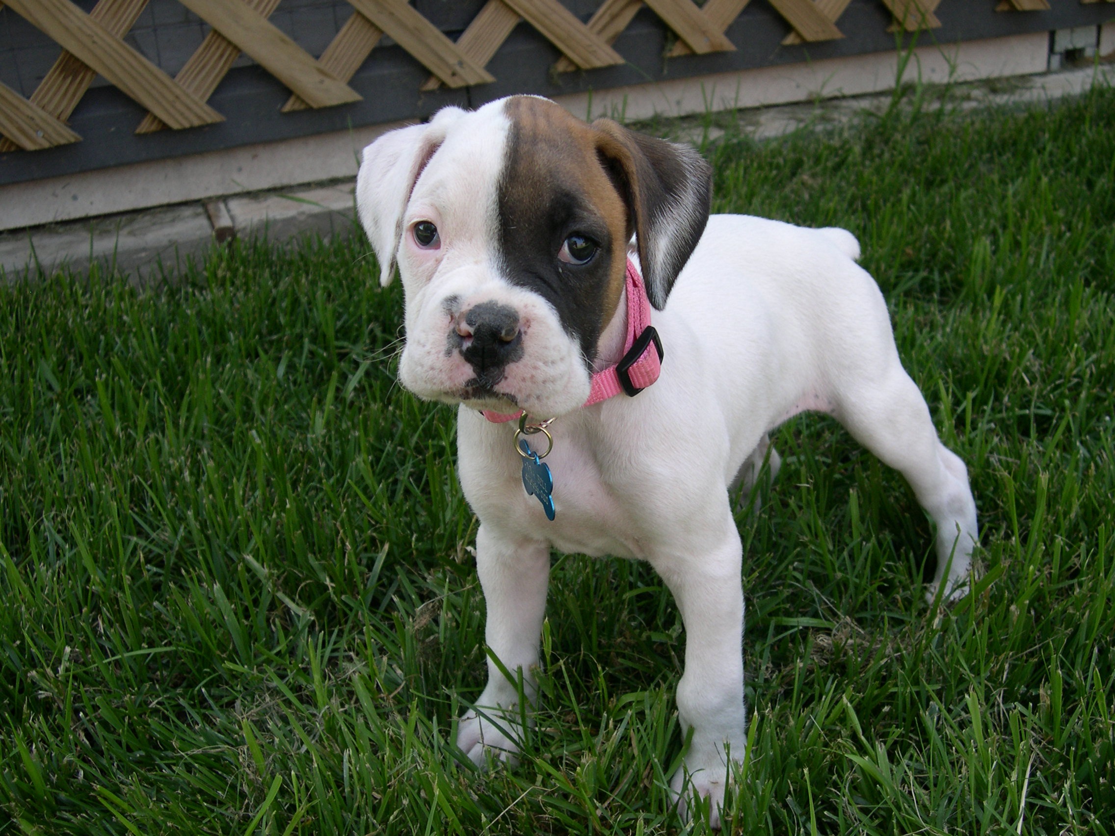 Fake Grass For Dogs Pet Friendly Artificial Guide Install Artificial Grass Pet Friendly