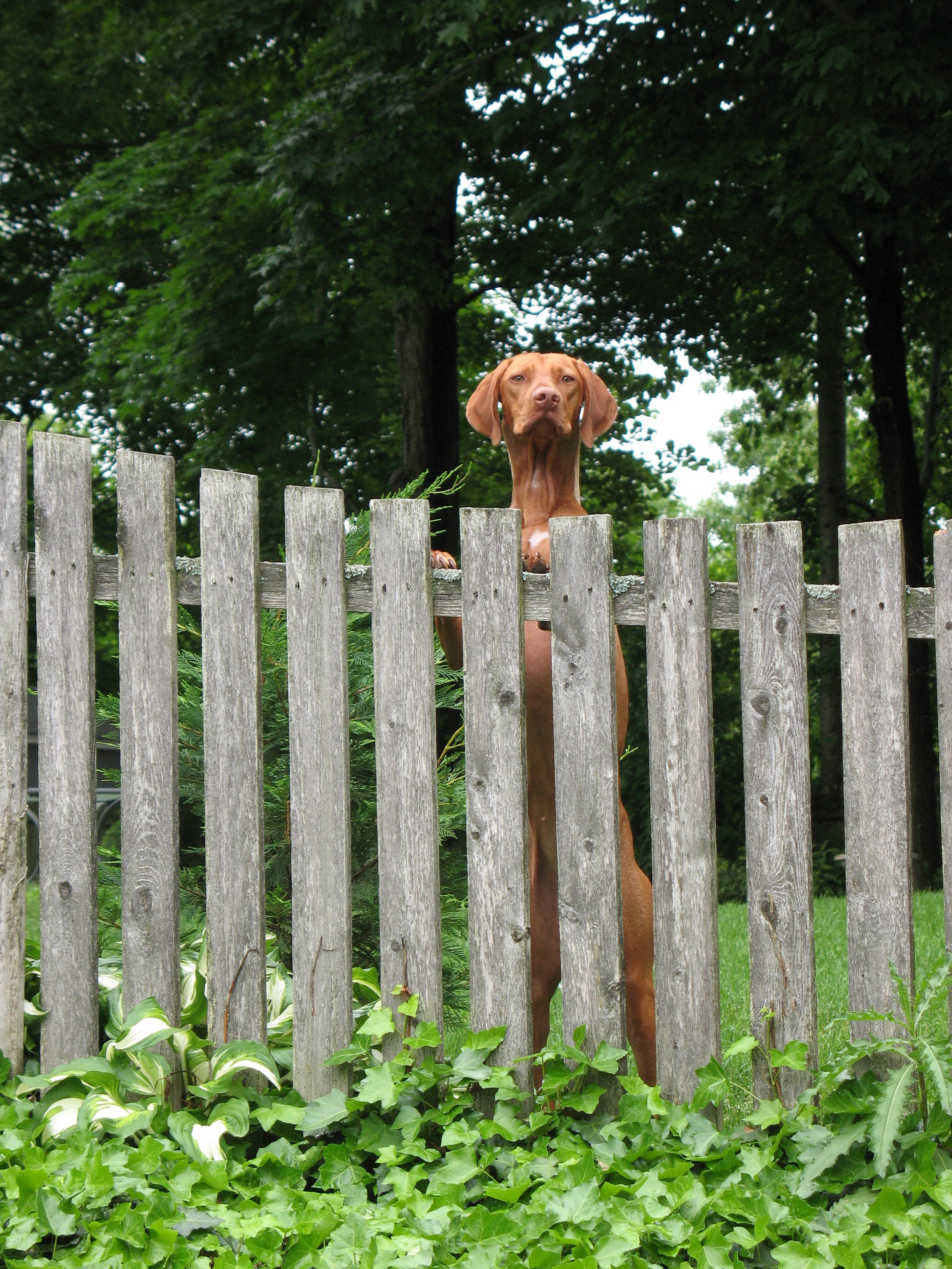 Dog Run Ideas How To Build A Backyard Dog Run Guide INSTALL IT DIRECT dog-run-ideas-how-to-build-a-backyard-dog-run-guide-install-it-direct