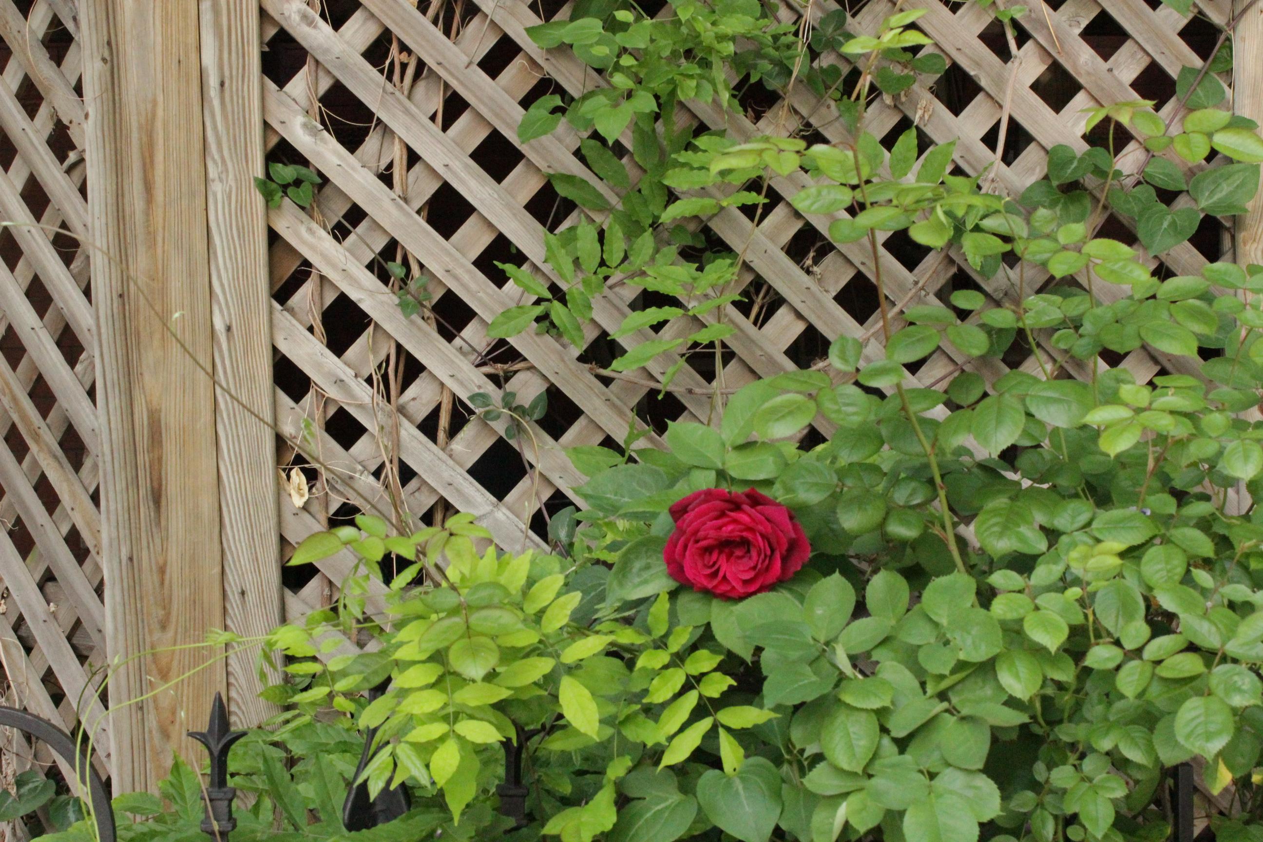 Natural Privacy Screen Ideas
