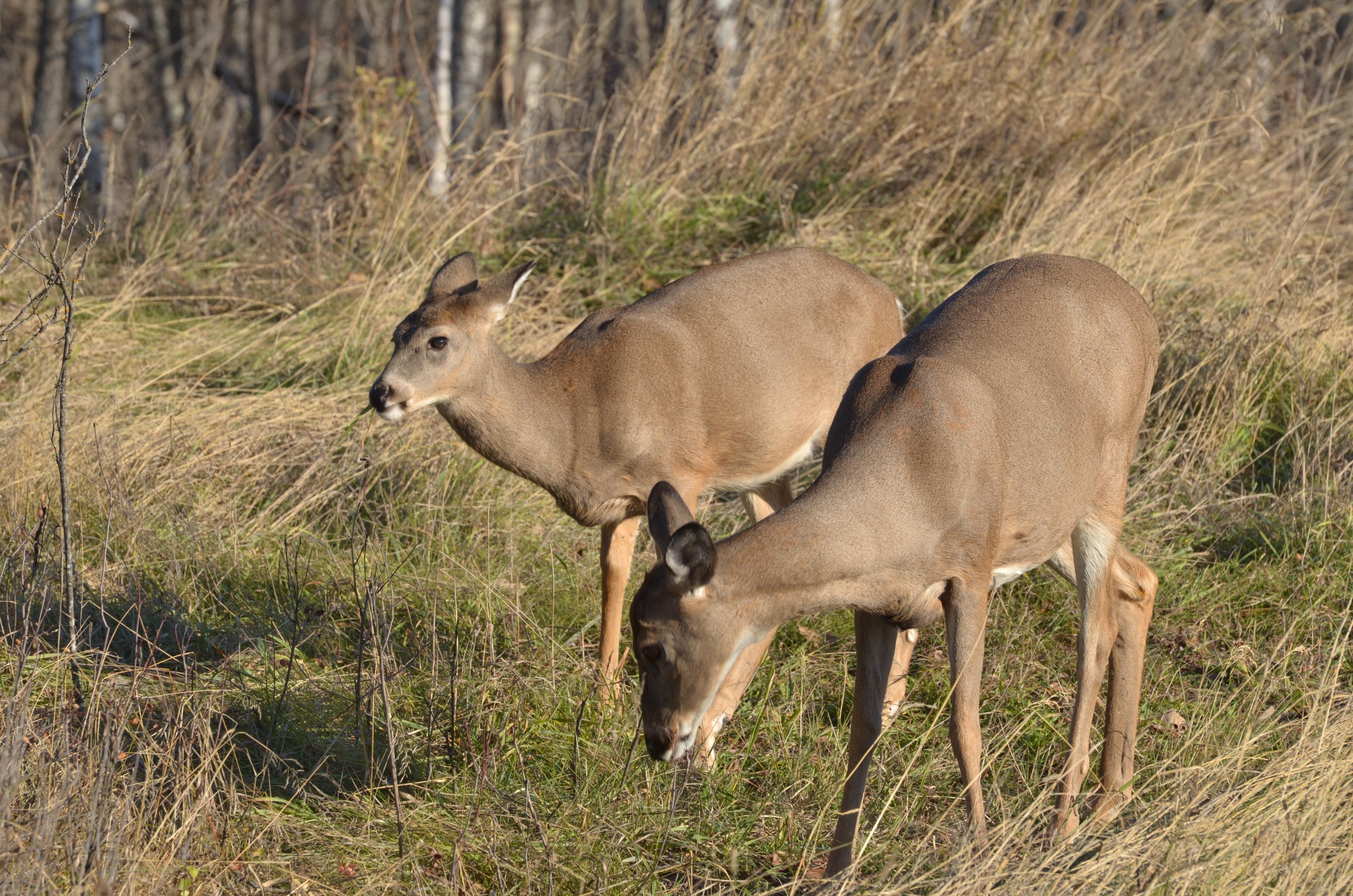 How to Keep Wildlife Out of Your Yard INSTALLITDIRECT