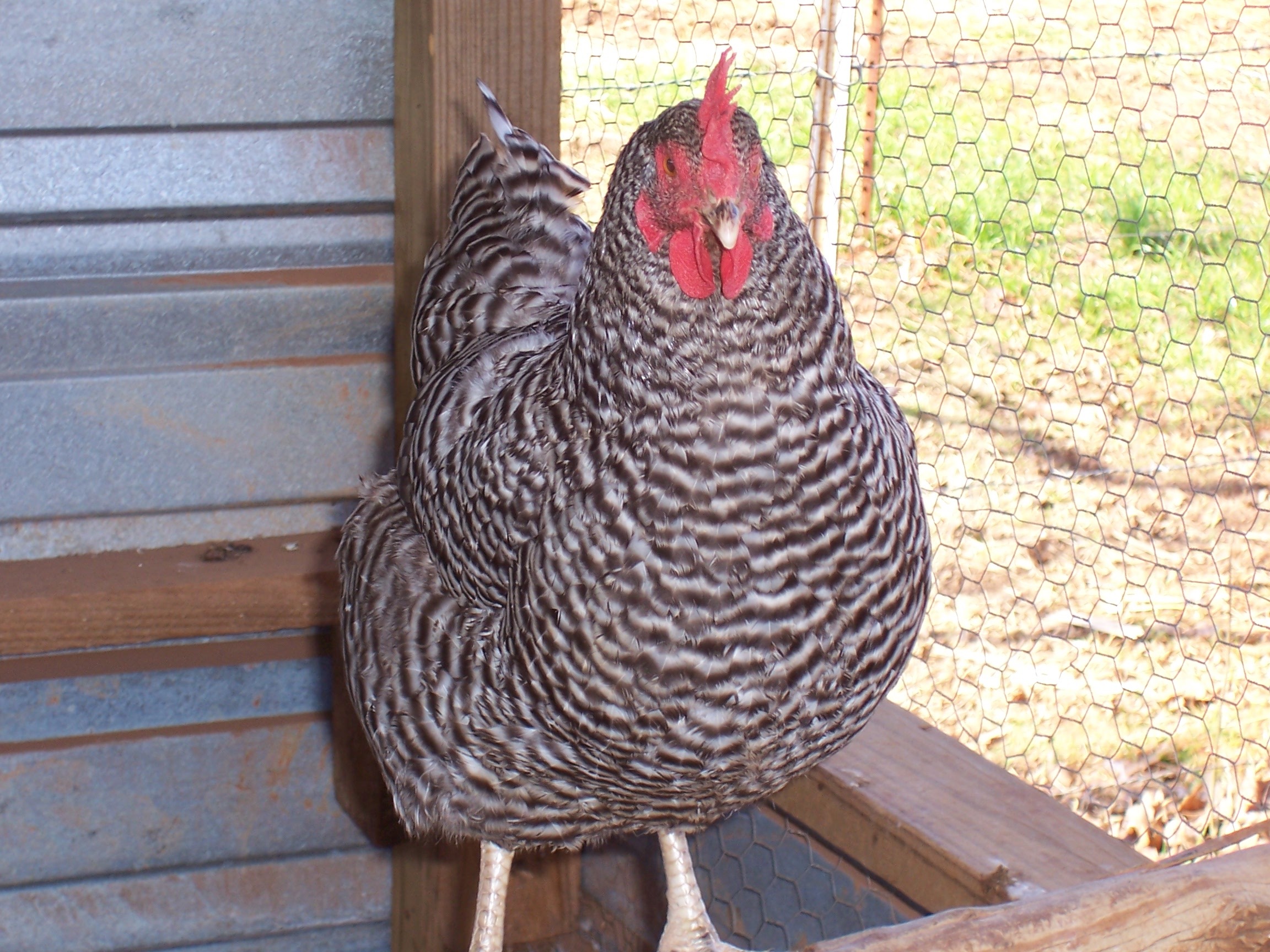 Your coop will need to include nesting boxes where your hens will lay ...