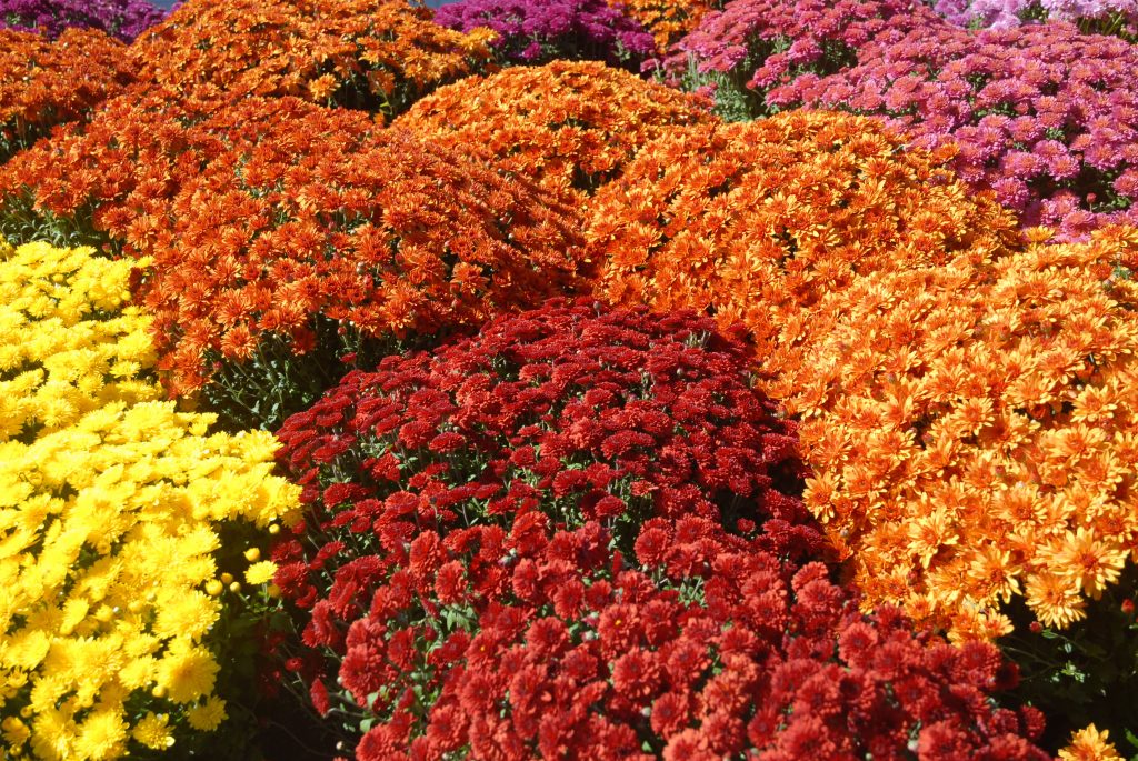 chrysanthemum poisonous to dogs cats