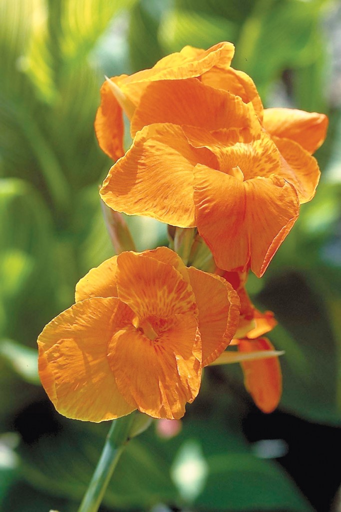 10 Easy Care Plants for San Diego Gardens INSTALLITDIRECT