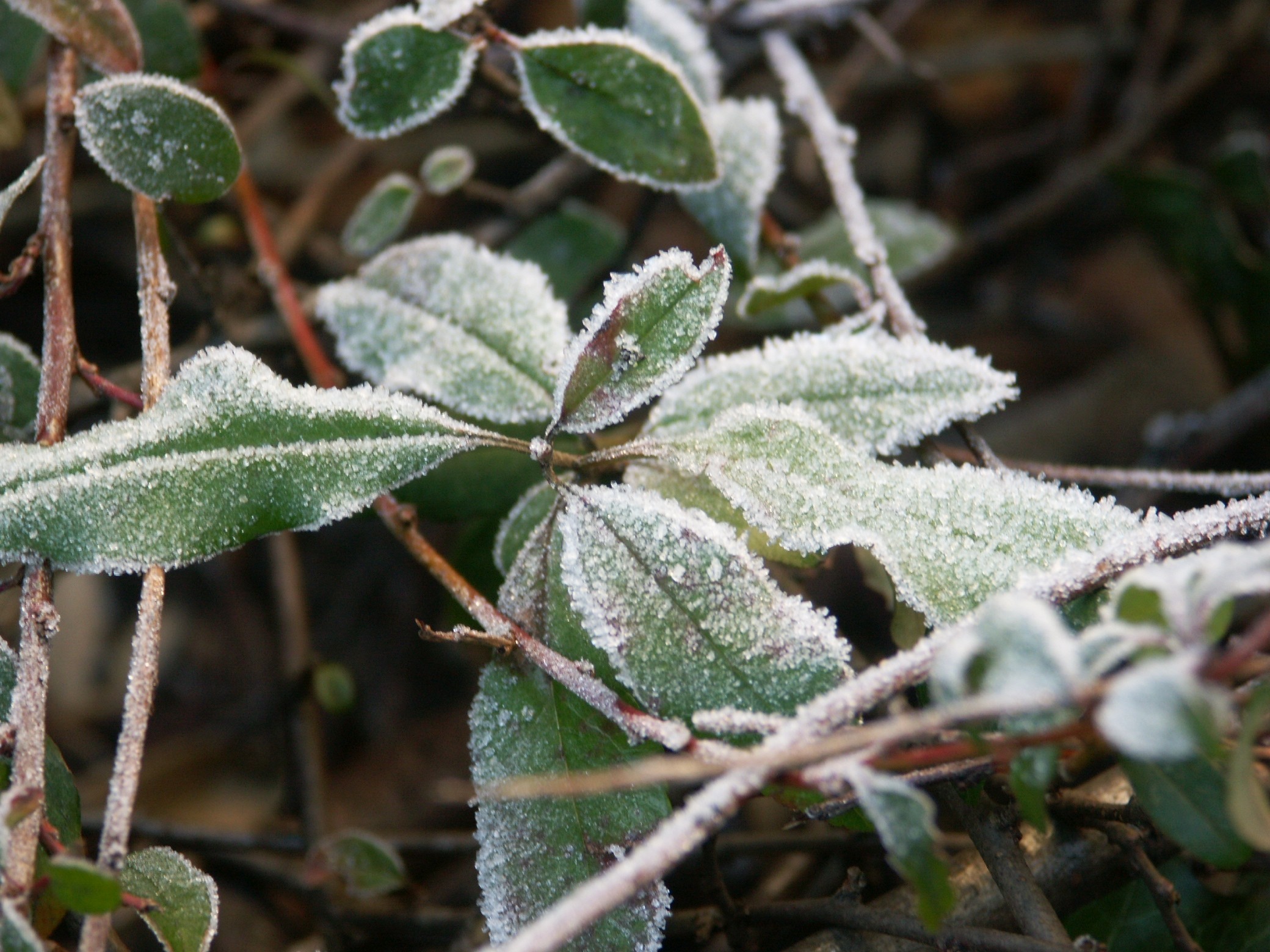 How To Protect Your Garden From Wind, Frost + Freezes INSTALLITDIRECT