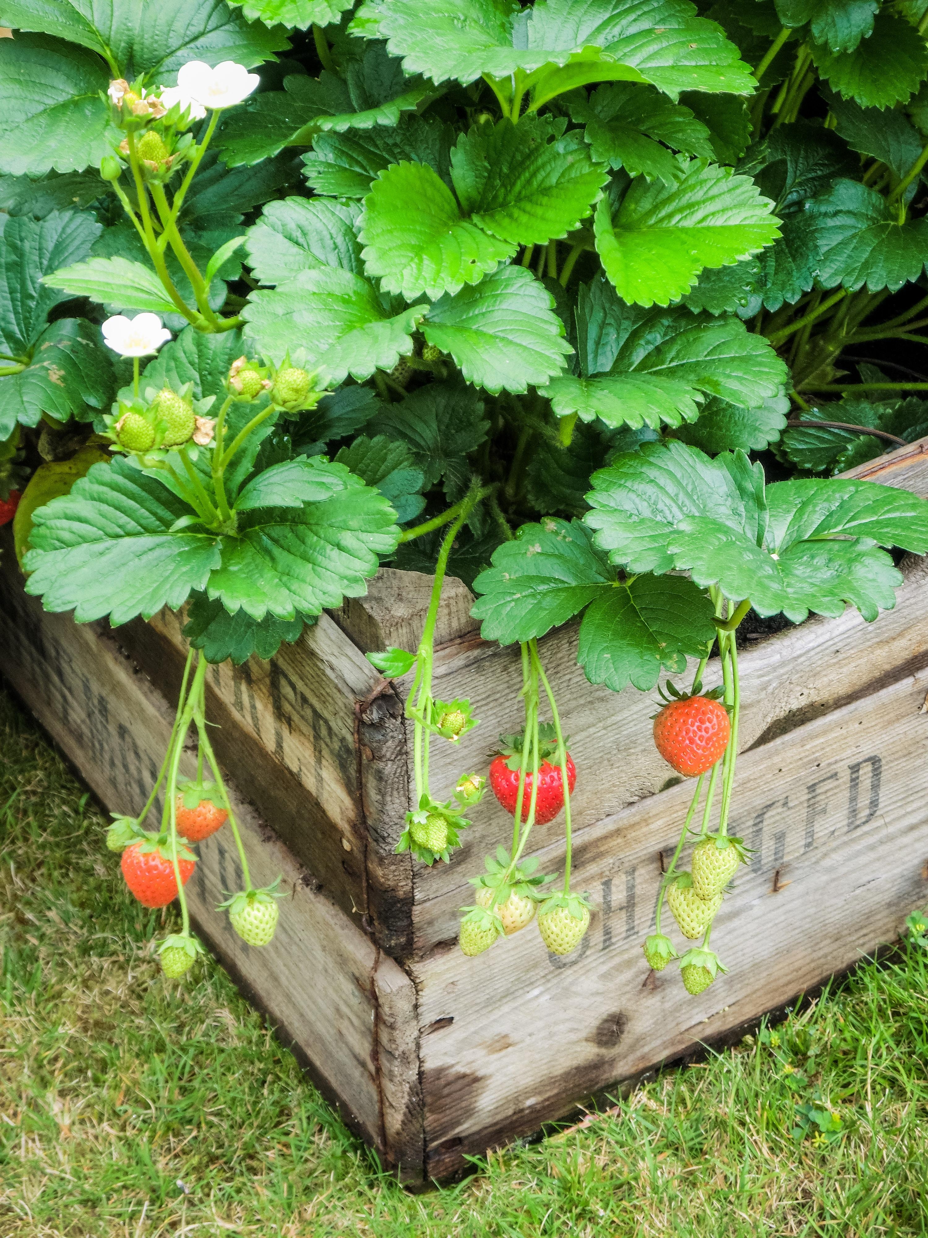 green gardening: 21 things you can recycle in your yard | install green gardening: 21 things you can recycle in your yard | install