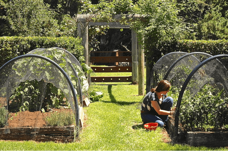 how to keep birds away out of your garden tips ideas how to keep birds away out of your garden tips ideas