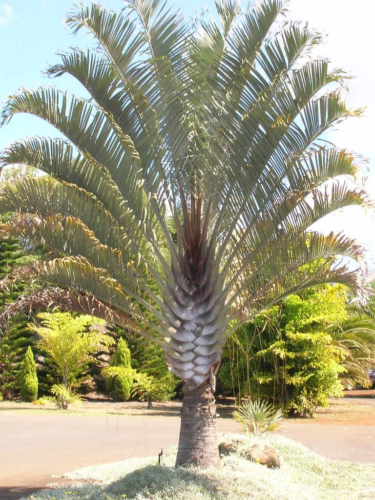 Small palm clearance trees