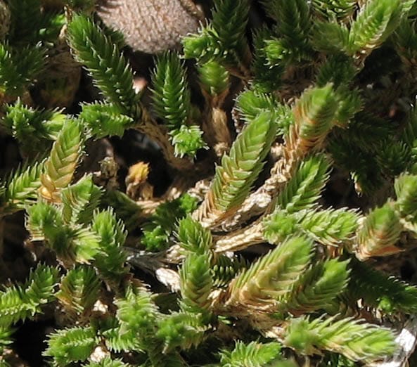Spike Moss (Selaginella bigelovii)