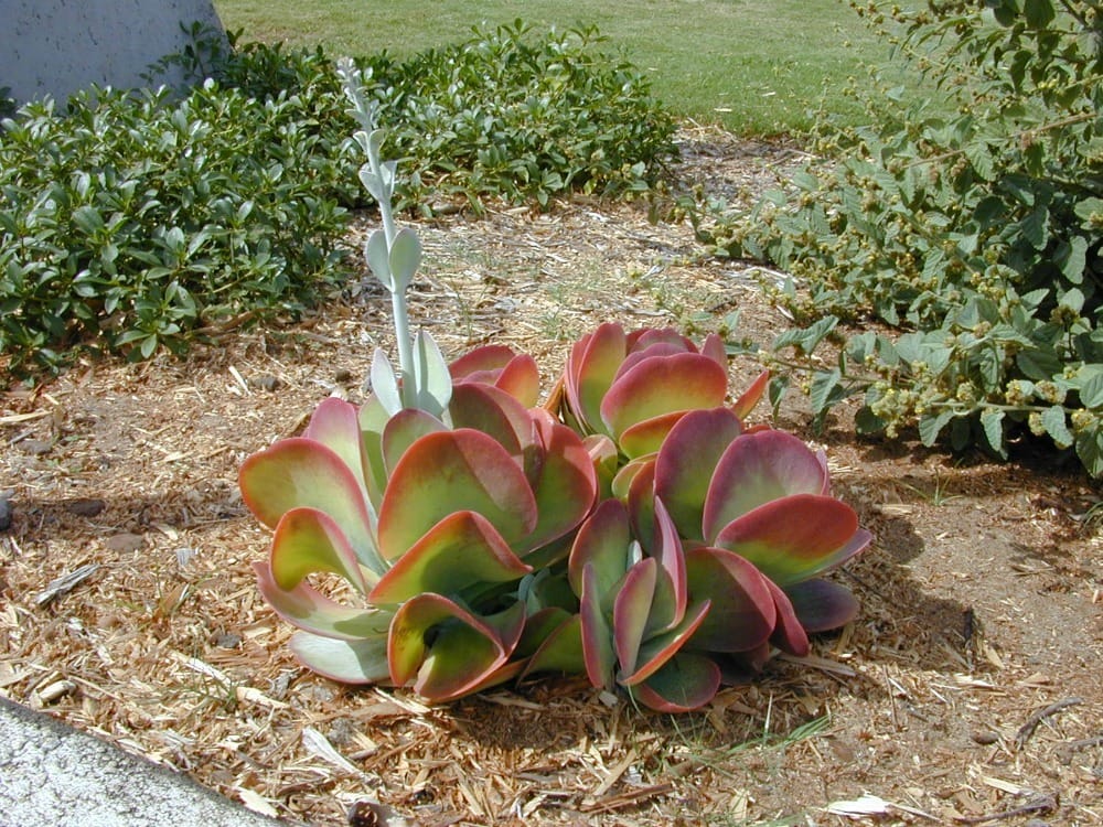 Kalanchoe thyrsiflora or paddle plant can be a focal point in a yard.