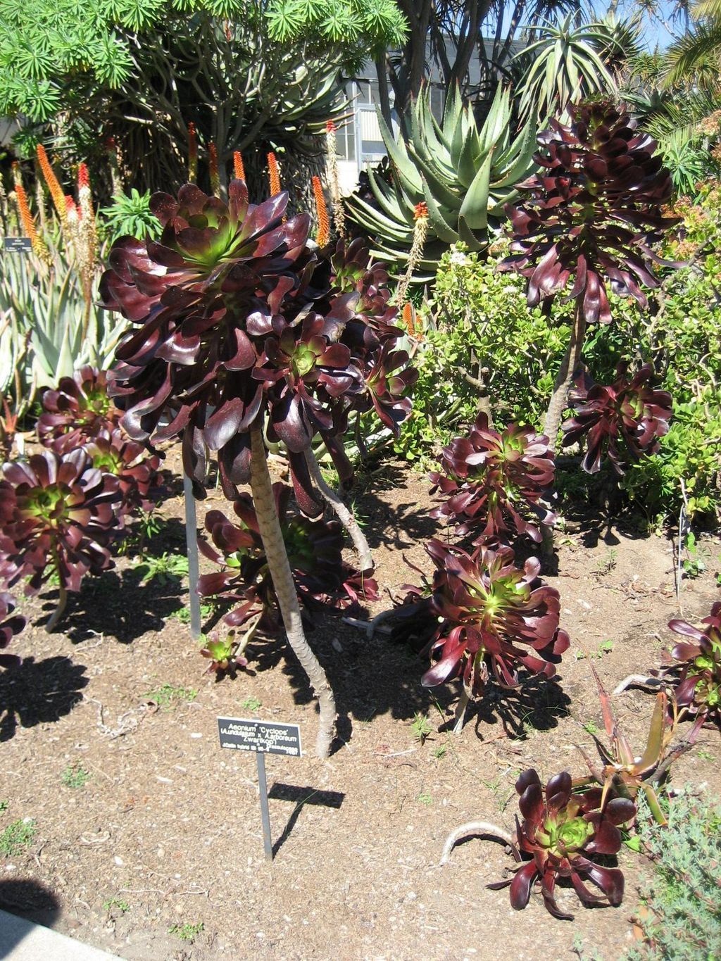 Aeonium cyclops is a showy succulent for your drought tolerant garden