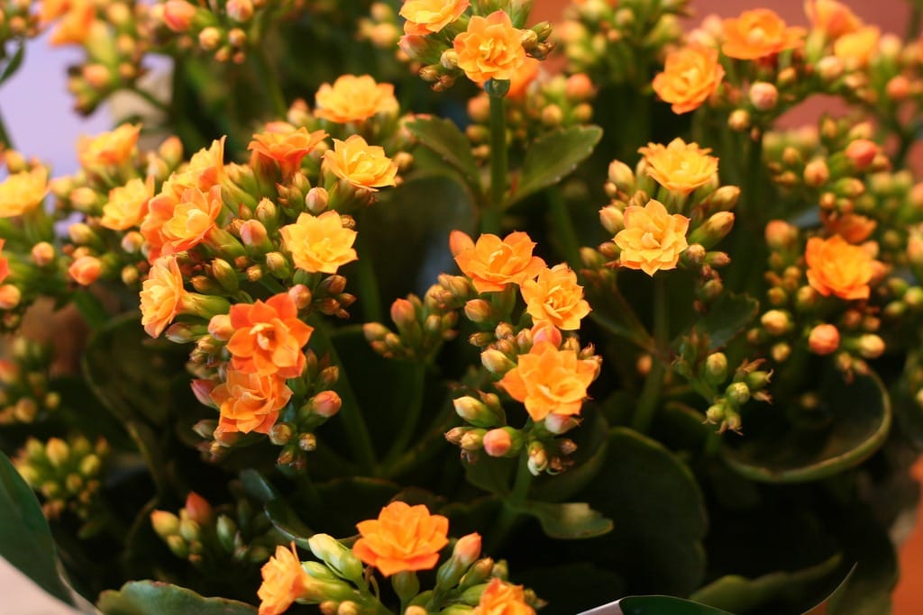 15 Plants Poisonous to Dogs Cats Install It Direct