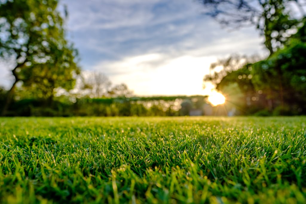 backyard with grass and sunset