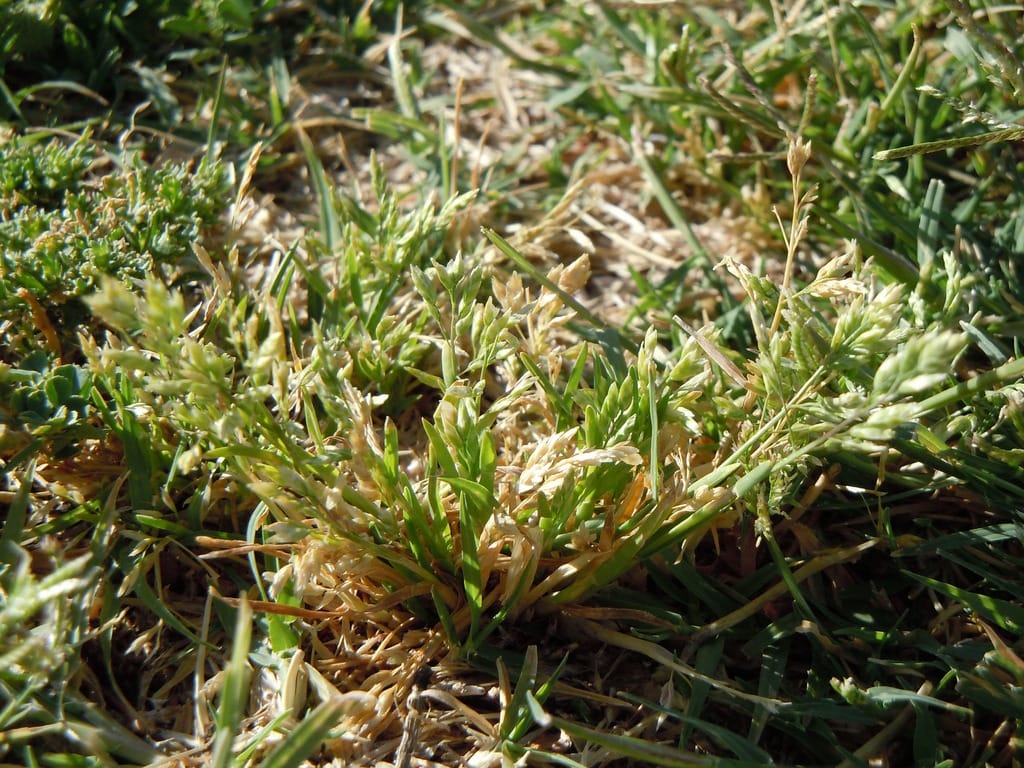 Annual bluegrass is a very common weed in San Diego