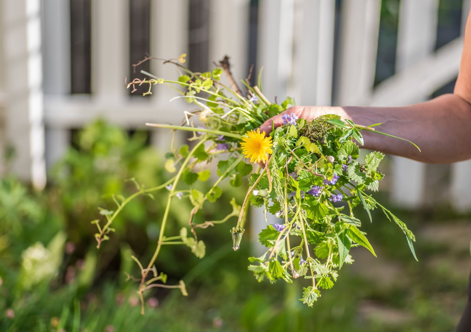 Borax weed sale killer