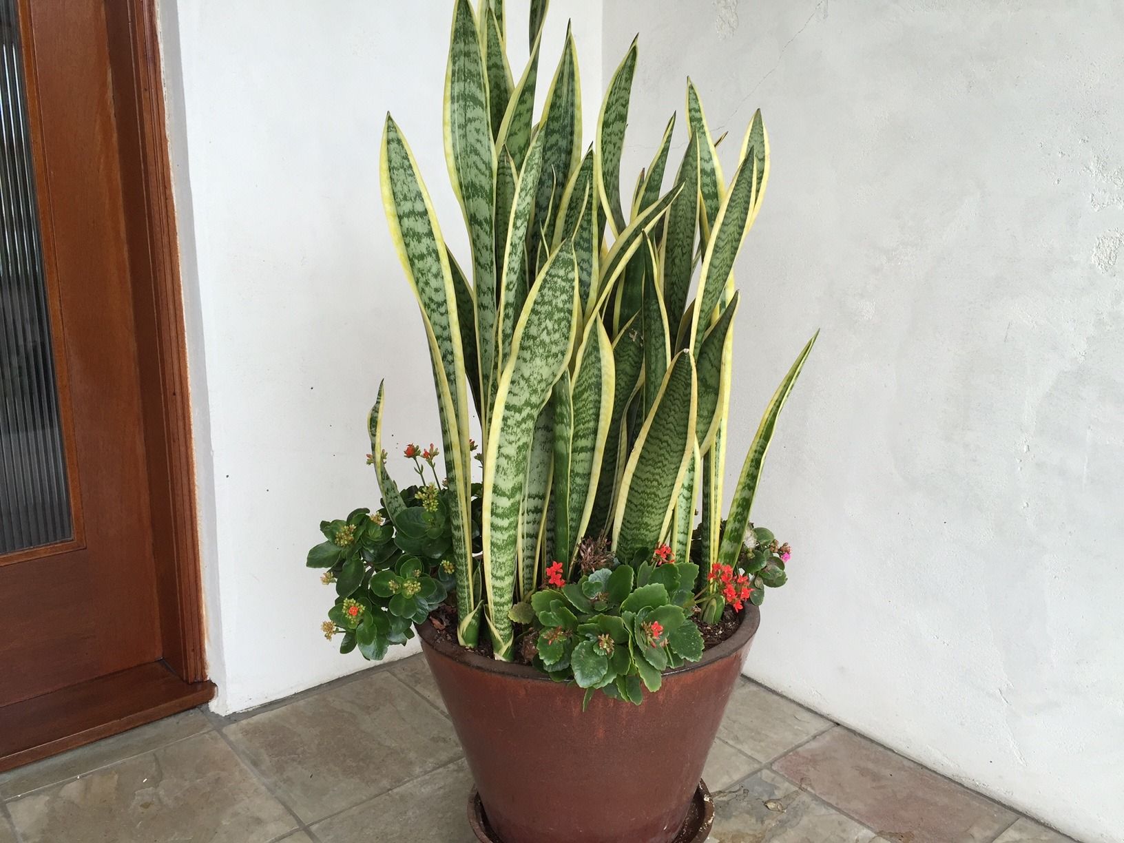 Low maintenance sale outdoor potted plants