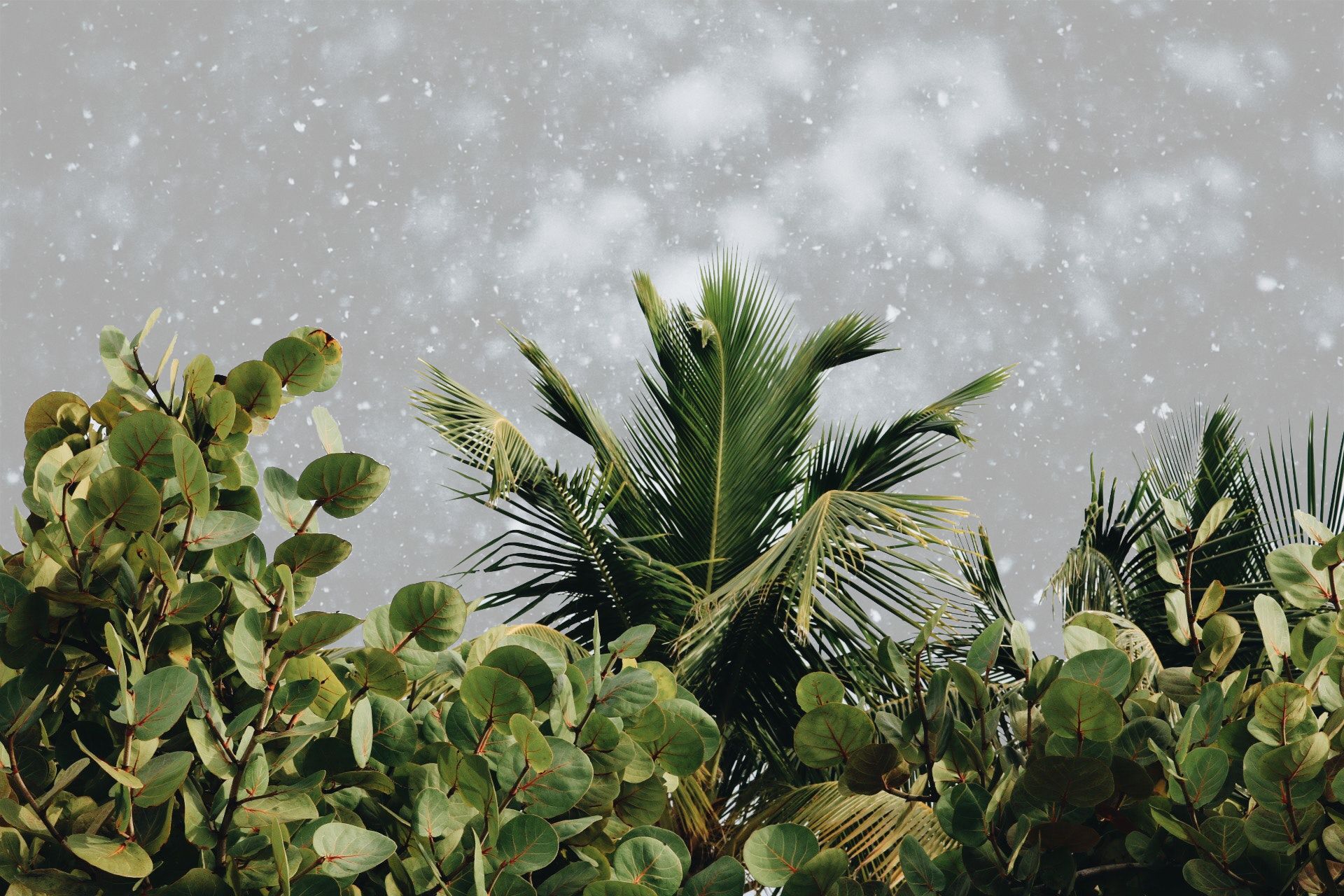 Small palm trees in the snow