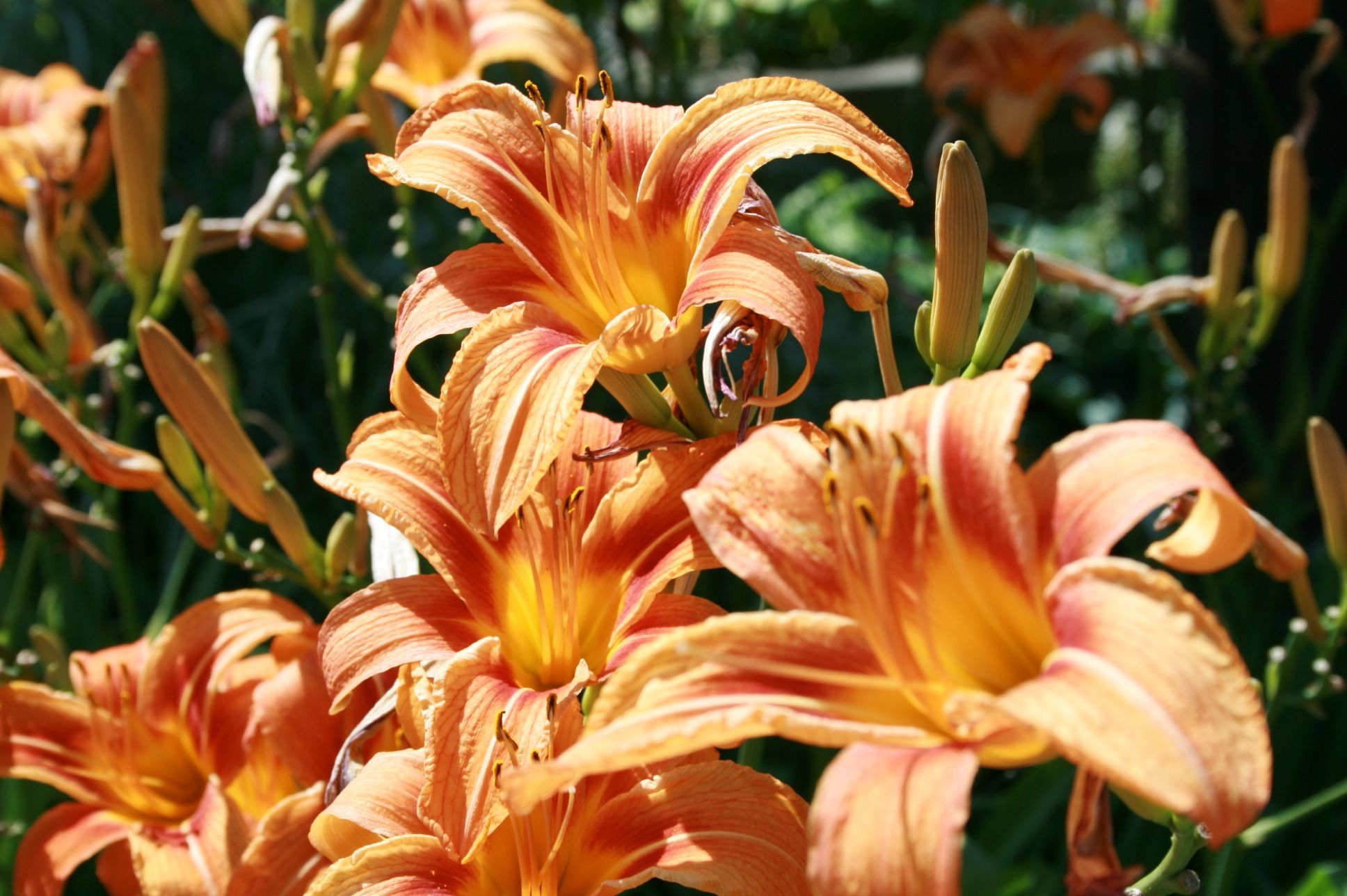 Are orange daylilies online poisonous to dogs