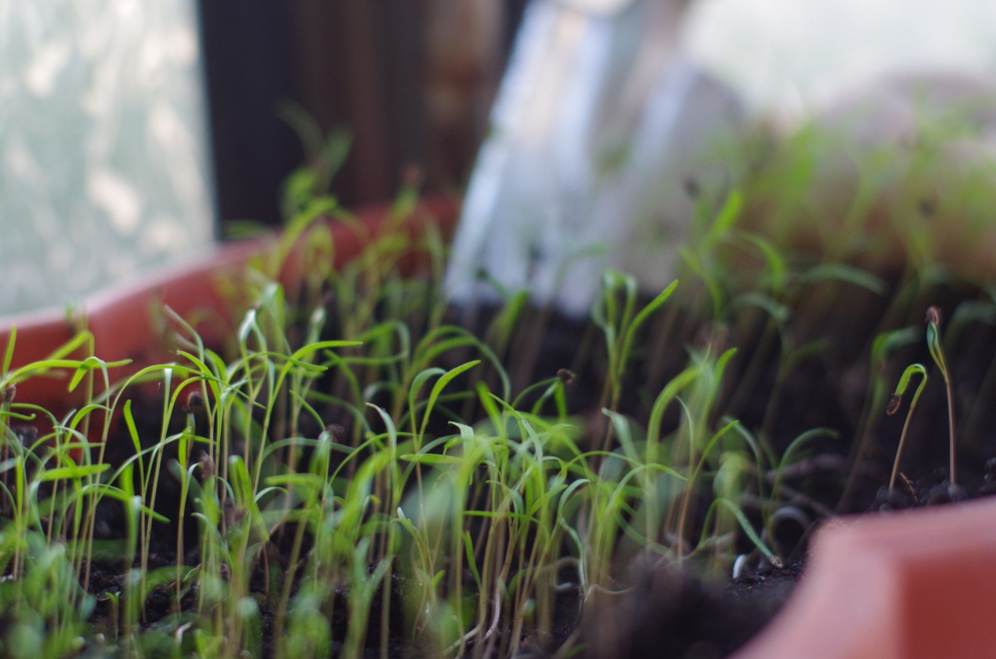 How to Grow Horseradish (Guide) InstallItDirect