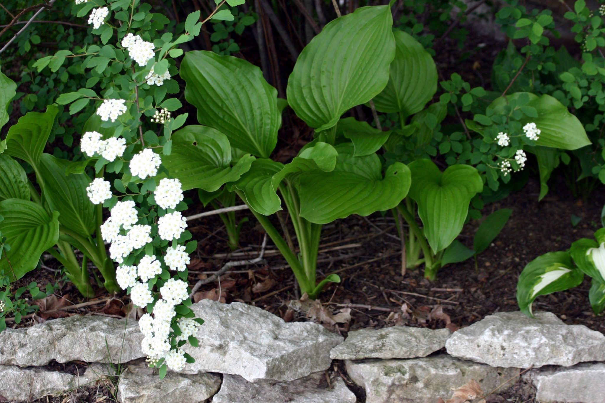 Plants with Rock Border