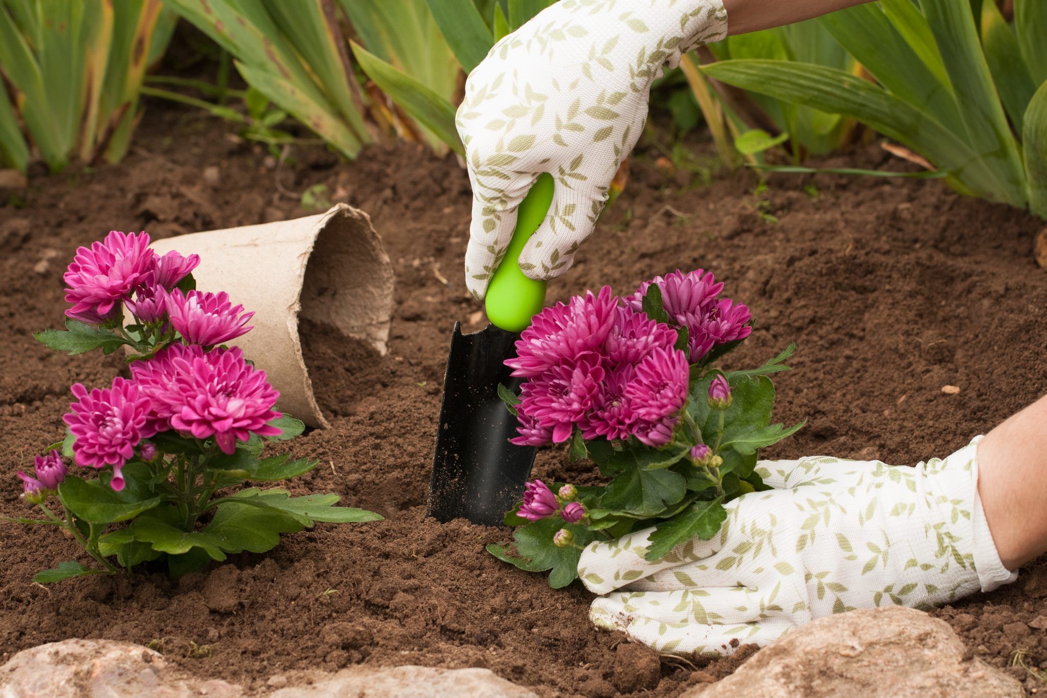 How to Plant and Grow Chrysanthemums (Guide) InstallItDirect