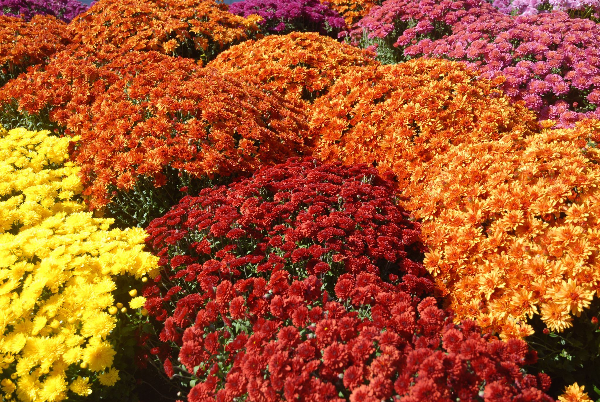 Is chrysanthemum 2025 poisonous to dogs