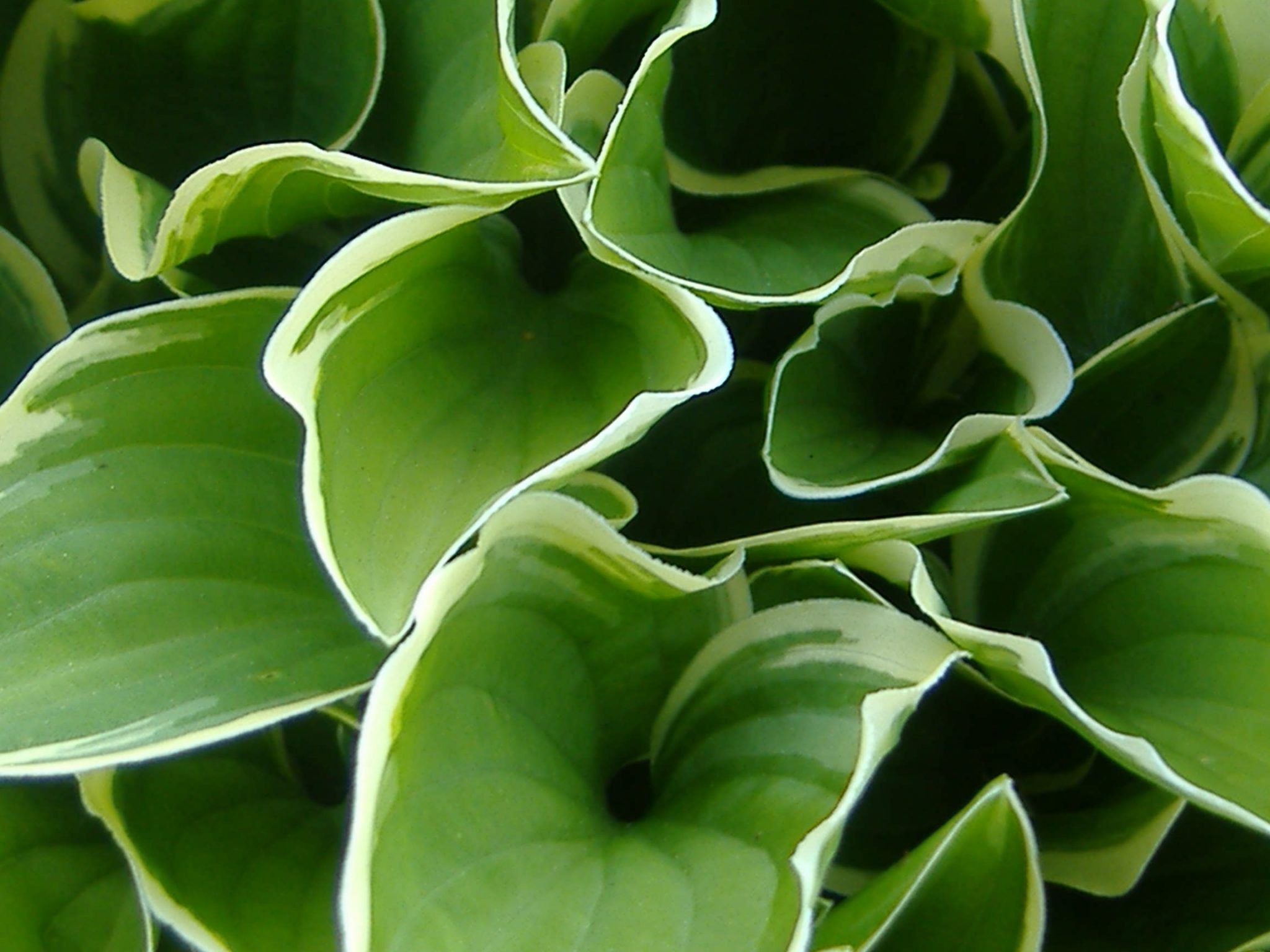 Hosta toxic hot sale to dogs