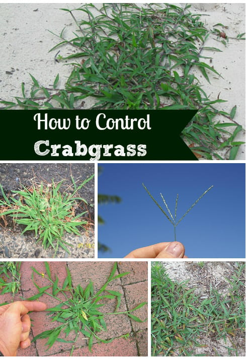 How to get rid & kill crabgrass and weeds