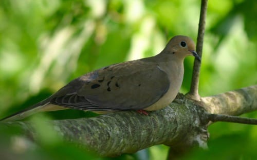 Birds Commonly Spotted in San Diego Yards: Doves