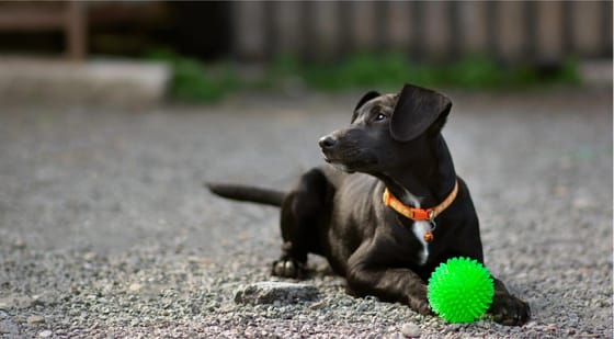 Best dog store run ground cover