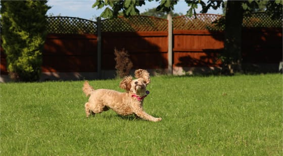 Dog run ideas on sale for large dogs