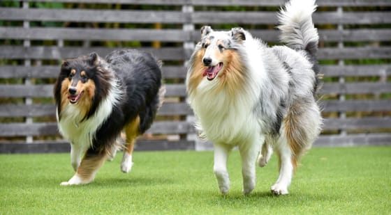 Dog Friendly Ground Cover Alternatives for Grass