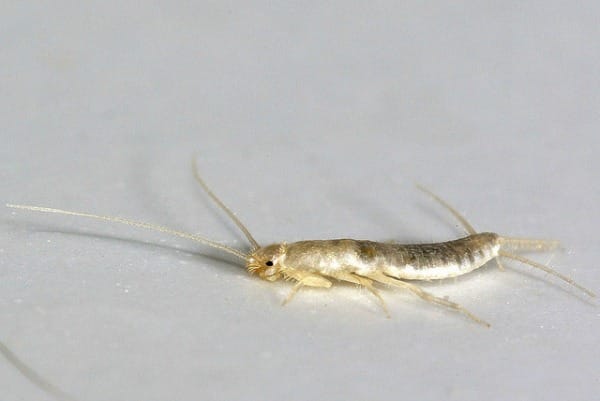 natural silverfish control indoor pest