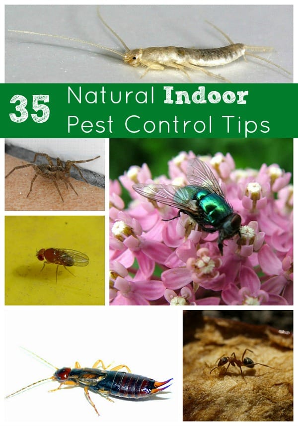 Natural Indoor Home Pest Control Tips