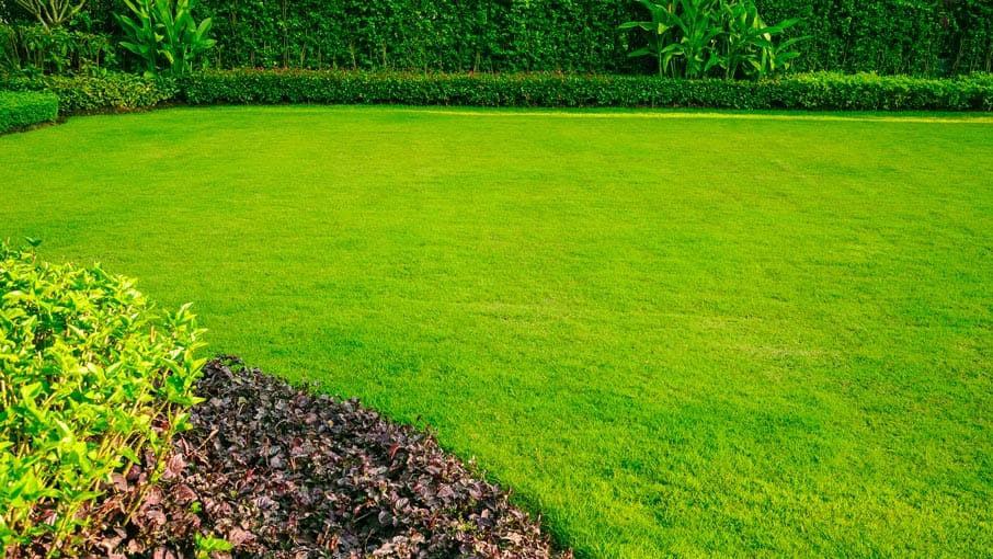 Natural grass shop