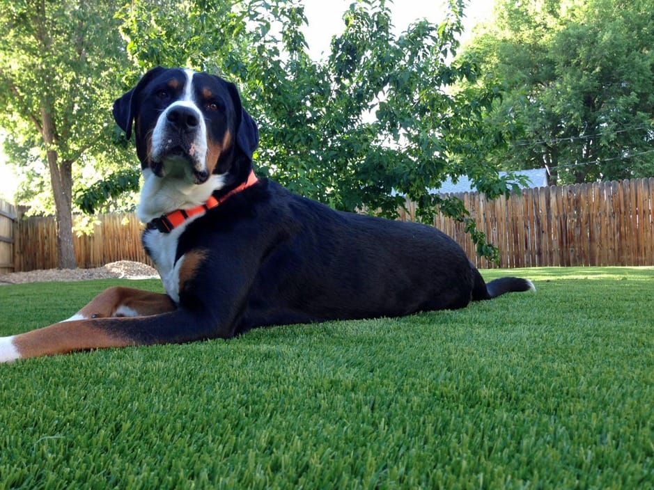 Does Artificial Grass Smell with Dogs? InstallItDirect