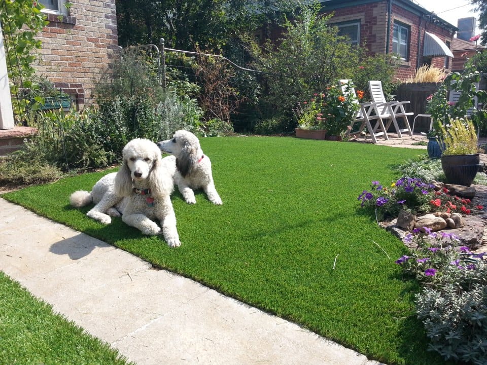 Dogs on Artificial Grass Cleaning Products
