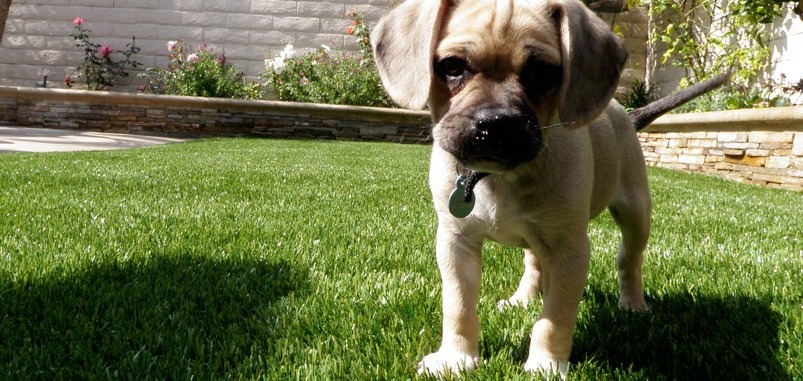 Pet Friendly Synthetic Turf