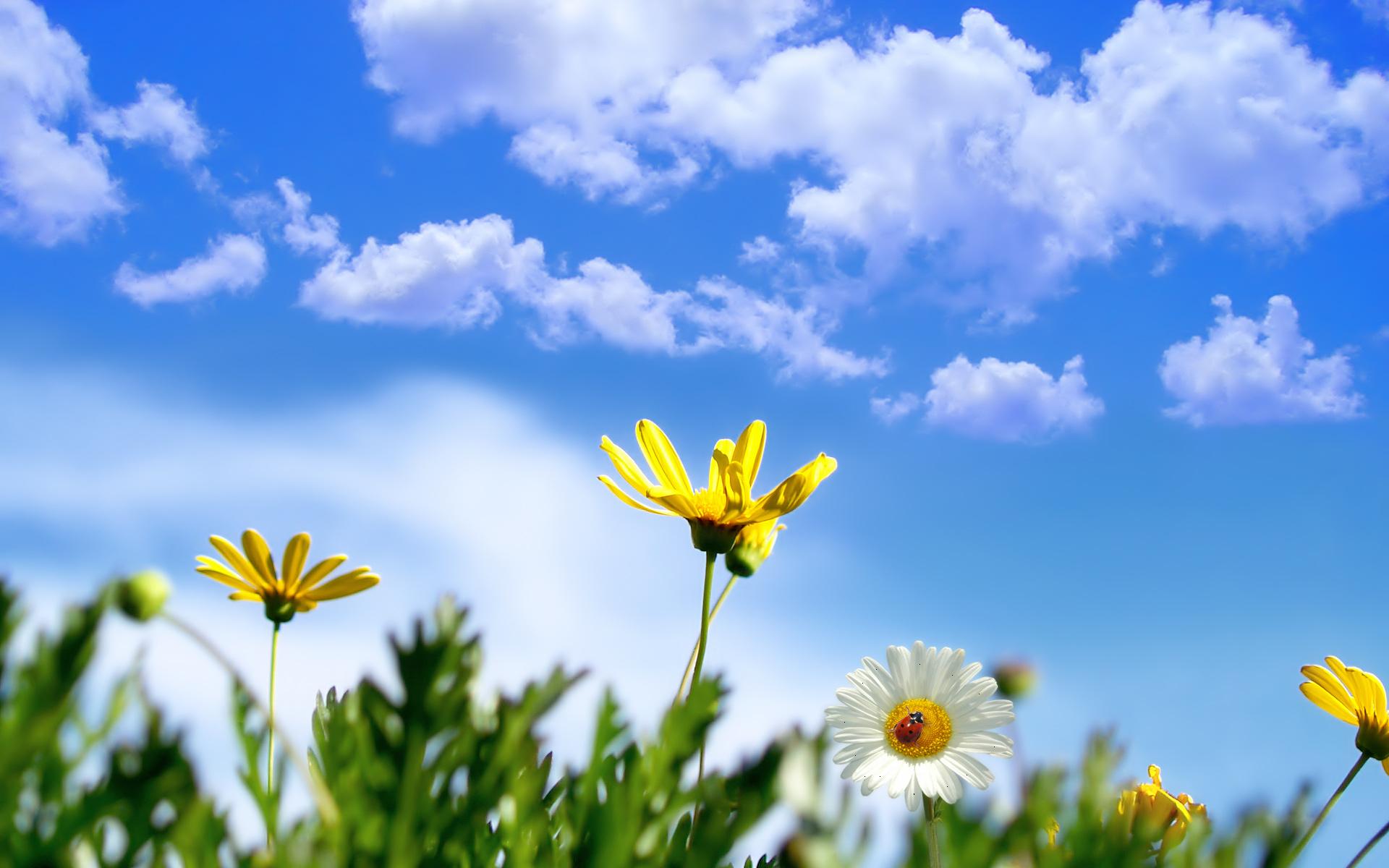 Ideas to Get Your Backyard Ready for Spring
