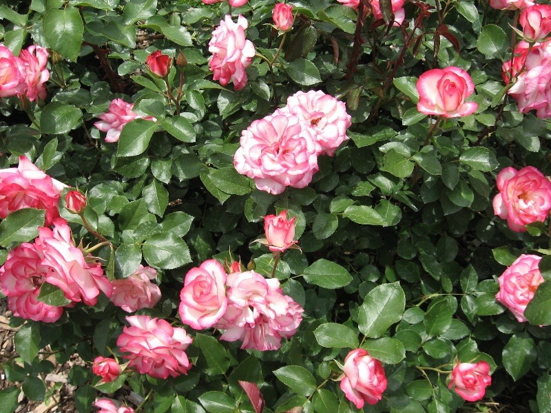 Enhance your yard with a Beautiful Rose Garden