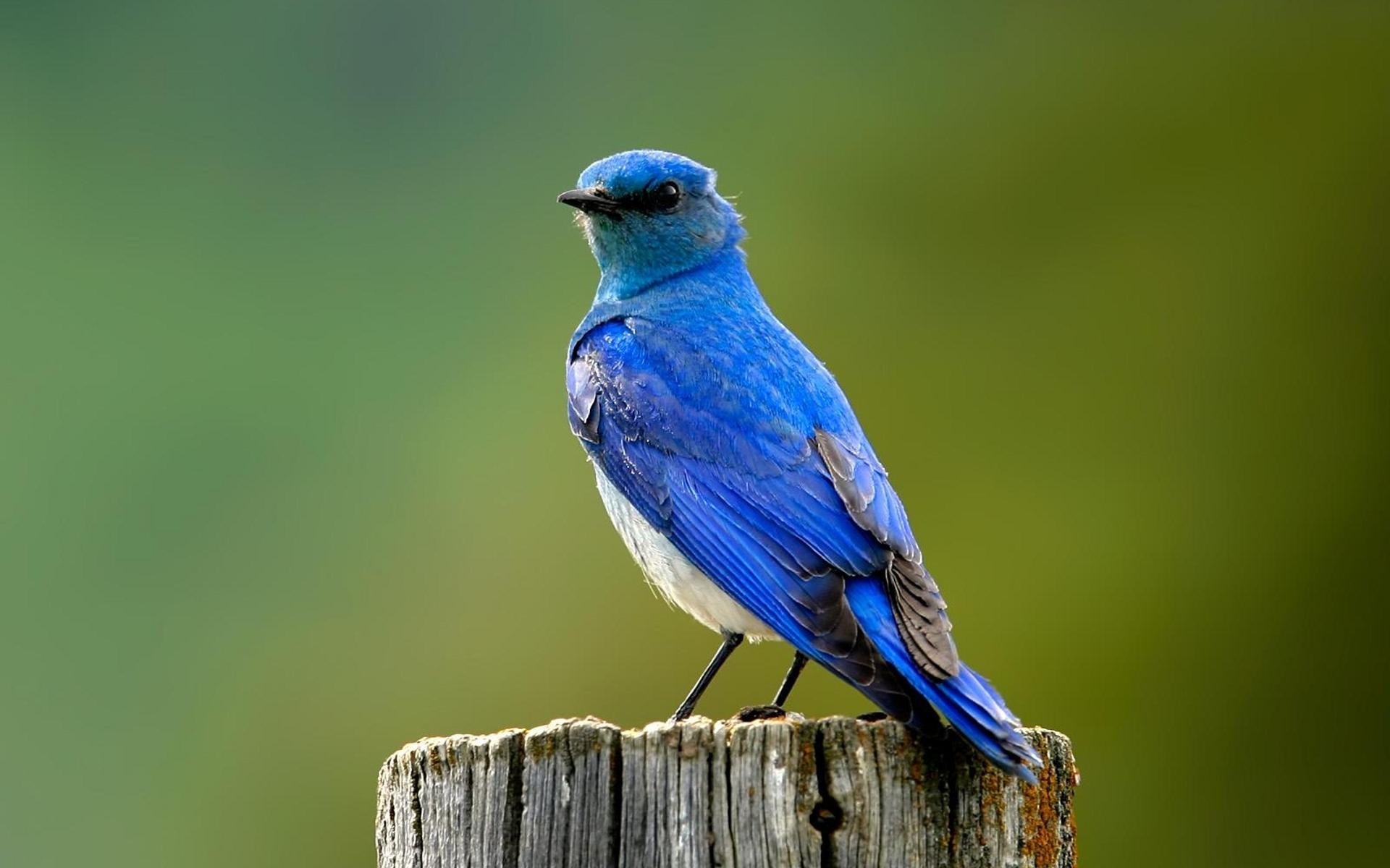 Entice Wildlife to Your Backyard
