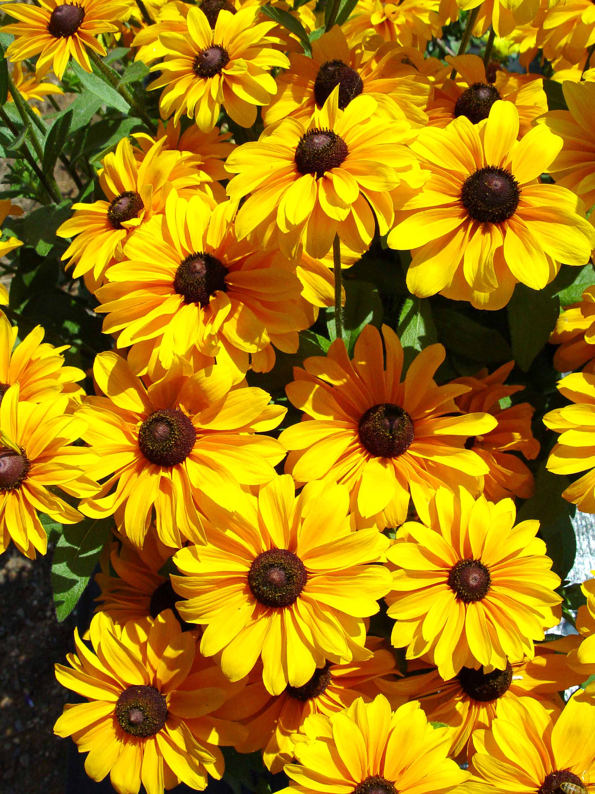 Tips: How to Care for Annuals