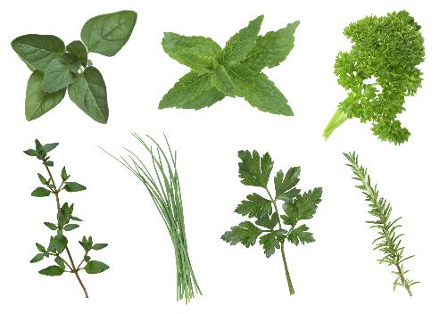 Essential Hers for your Garden