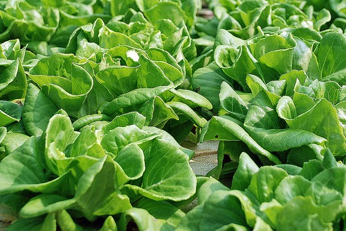 Front Yard Farming